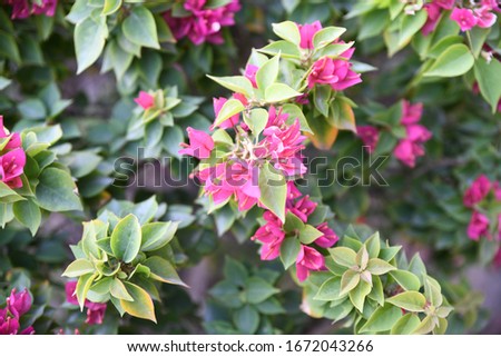 Green leaves with red flowers