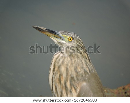 This Bird is a striated heron. The picture is taken near Lingaraj Temple, Odisha.
