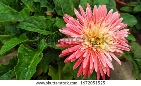 Pink Gerbera Flowerwith greenish background. It was named in honour of German botanist and medical doctor Traugott Gerber.