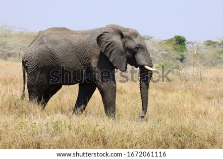 beautiful picture of an african elephant, serengeti national park, tanzania