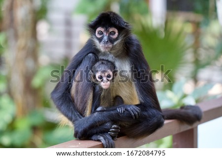 Wild adult and cute baby Spider Monkey snuggled up posing for a parent and child family portrait on the edge of the jungle, Riviera Maya, Mexico Royalty-Free Stock Photo #1672084795