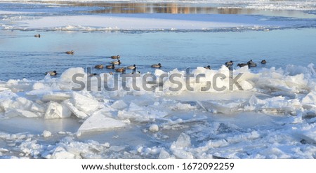 Duck on river at winter day, Russia.