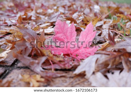 beautiful leafs during fall time