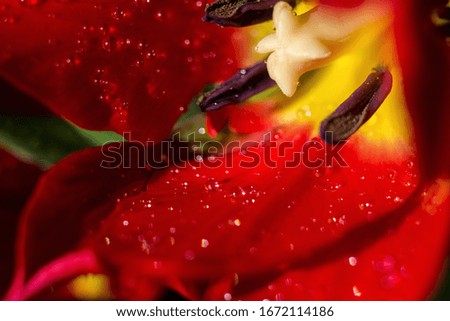 center part of fresh blossoming tulip flower with a water drops, extreme close up photo