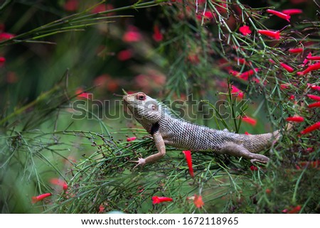 The Garden Lizard  sitting on the flower plant in the garden and looking very curiously