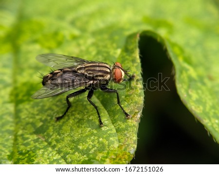 A red eyed garden fly is foraging on a green leaf. Its gray body is amazing.