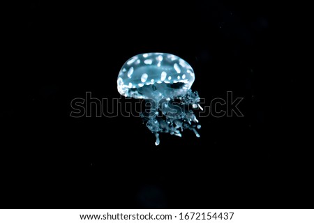 Jellyfish swim through the dark ocean. Their shapes are fascinating. Dangerous jellyfish.
