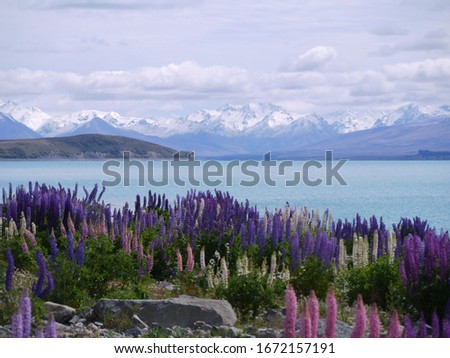Colourful New Zealand flowers in the foreground with beautiful blue lake of Tekapo in the background