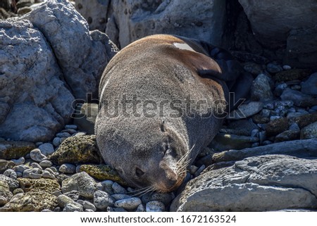Sleeping seal spotted in Kaikoura