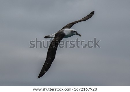 Albatros flying over dolphins in Kaikoura