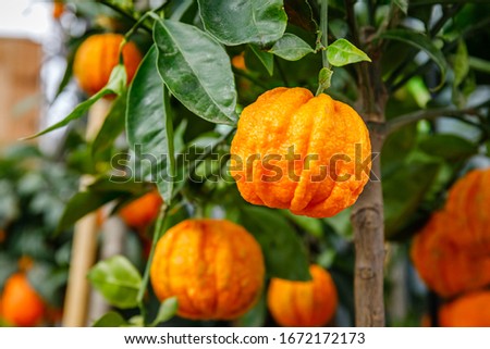 Furrowed bitter orange Citrus × aurantium 'Corrugato ' fruits on tree. Orange citrus fruits grow on citrus garden. Citrus aurantium Corrugato or bitter orange or bitter mandarin.  Royalty-Free Stock Photo #1672172173