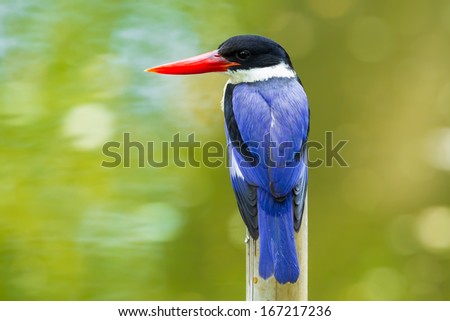 Backside of Black-capped Kingfisher (Halcyon pileata) in nature
