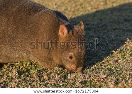 Common Wombat eating grass at Bendeela Recreation Reserve in Australia's Kangaroo Valley.