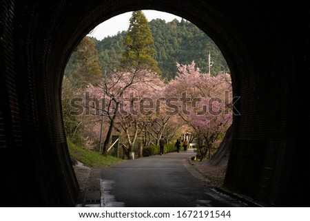Rows of Japanese cherry trees seen from the tunnel