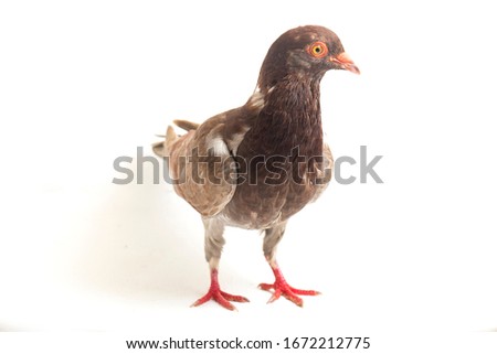 common brown pigeon or dove isolated on a white background
