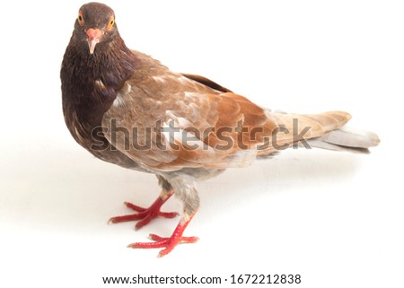 common brown pigeon or dove isolated on a white background
