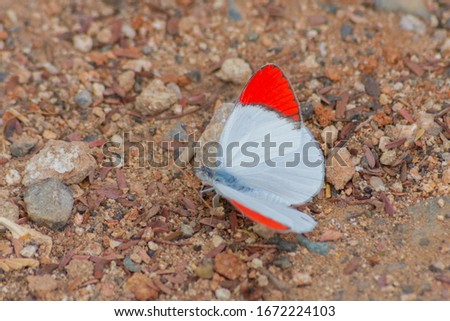 Crimson Tip butterfly from Jeddah, Saudi arabia