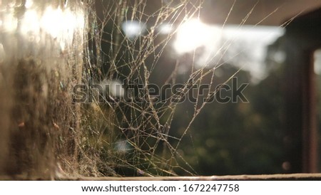 spider web in a sunny morning