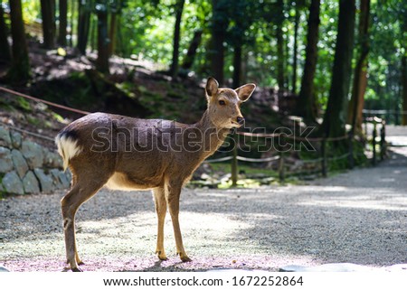 a deer standing in Nara park