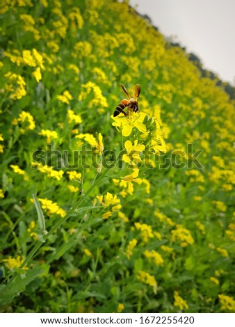 It's a picture of mustard fields and bees

Clicked on Mobile