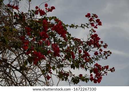 Red flowers and dry tree branches on the walls