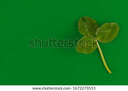 Clover leaf closeup on green paper background. Minimal style St. Patrick day background.