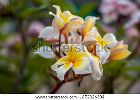 Close up frangipani flower bouquet in the evening