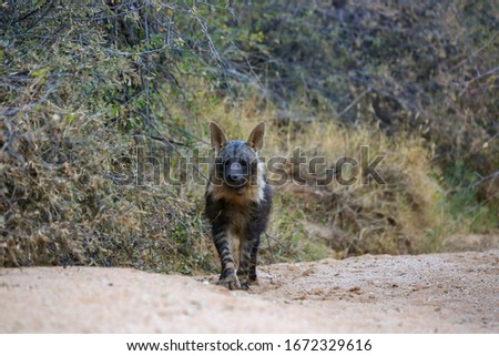Brown hyena in Namibia, South Africa