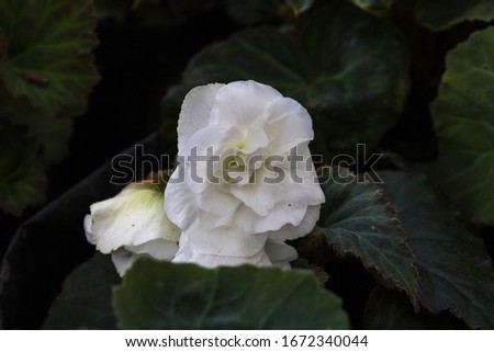 Begonia flower in natural background