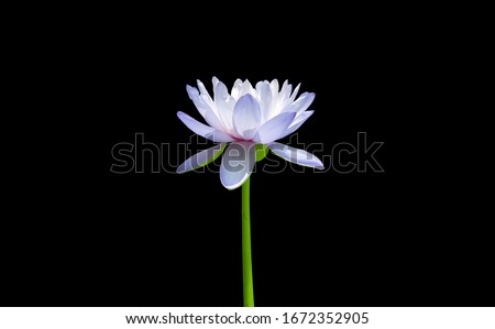 Blue lotus flower or water lily with green leaves in the garden. Isolated on black background with clipping path.