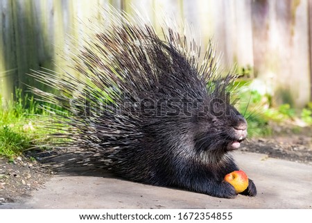 Porcupine standing with erect thorns, cute animal
