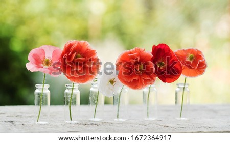 poppy flowers in the bottles