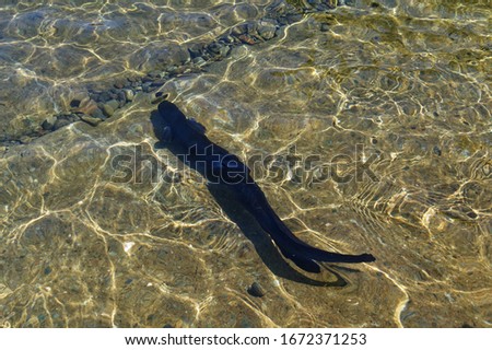 A dark brown, long finned eel is swimming in the sunlit water of Lake Rotoiti Royalty-Free Stock Photo #1672371253