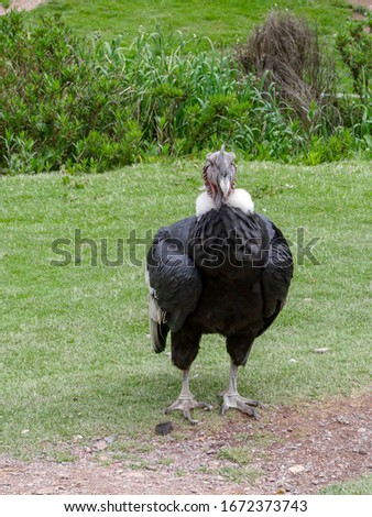 Andean condor, Vultur gryphus, a South American bird