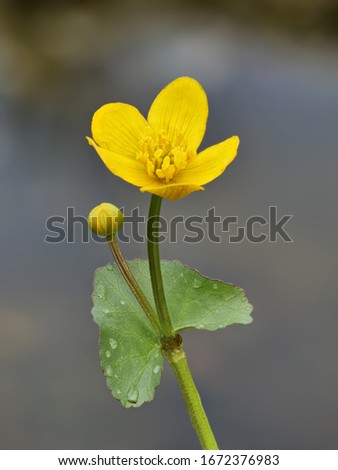marsh marigold, caltha palustris, with yellow blossom and leaves Royalty-Free Stock Photo #1672376983