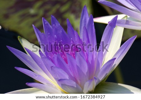 Close-ups Violet Purple Lotus flower or Nymphaea nouchali or Nymphaea stellata is a water lily - Purple nature Floral backdrop and beautiful detail concept                               
