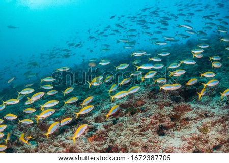 Underwater shot of colorful tropical fish and beautiful coral reefs