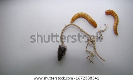 Mealworms larvae on white background.
larva feeding carrion, Lizard skeleton.
Stages of the meal worms.
the life cycle of a meal worm.
superworms on white background.
superworm isolated.
super worms Royalty-Free Stock Photo #1672388341