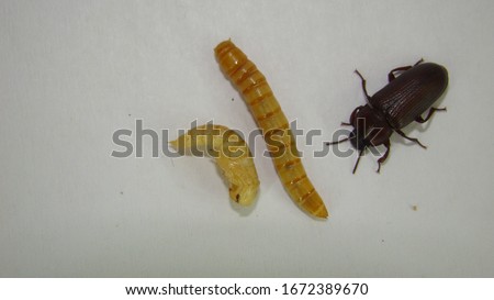mealworm ; life cycle of a mealworm (Larva, Pupa and Adult) Stages of the meal worm -  on white background - superworm -mealworms , meal worms , superworm , super worms