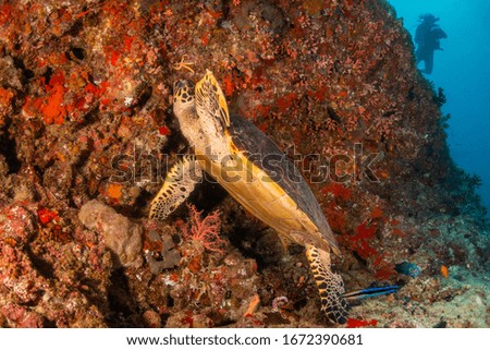 Underwater shot of a hawksbill turtle among beautiful coral reef and tropical fish