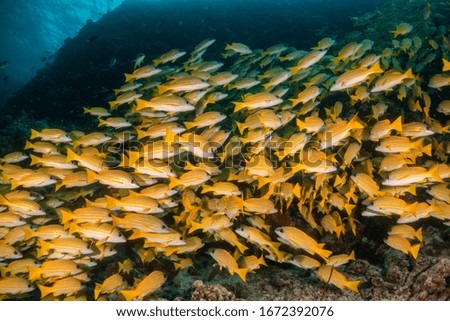 Underwater image of schooling fish and colorful coral reef