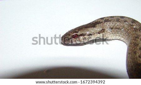 Snake on a white background.
Smooth Snake (Coronella austriaca) is a non venomous colubrid species found in northern & central Europe
Veterinarian exotic.
Veterinarian wildlife.
veterinary medicine. 