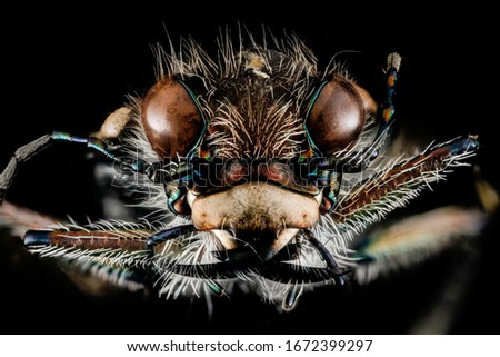 Tiger Beetle from one of the old sand mines that line the Patuxent River, Macro specimen   , Flying insect , face