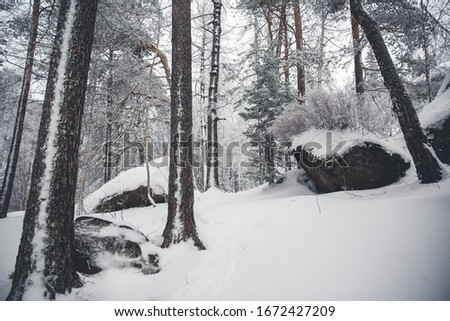 winter forest and snowy cliffs. a lot of snow, cold winter. Nature reserve pillars