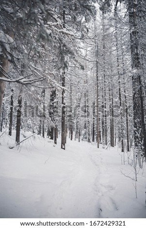 winter forest, a lot of white snow, cold winter, snow covered trees