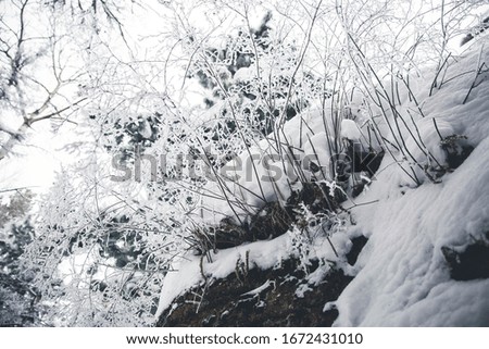 frozen branches covered with snow in a winter forest