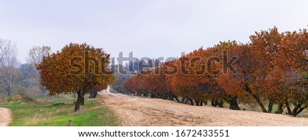 Cherry tree with reddening leaves. Autumn, fall landscape with a tree full of colorful, falling leaves, sunny blue sky. Perfect seasonal theme. Flora with red-scarlet foliage.