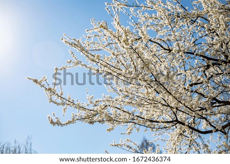 flowering tree in spring in the park. White flowers. apricot, cherry. Sky on background