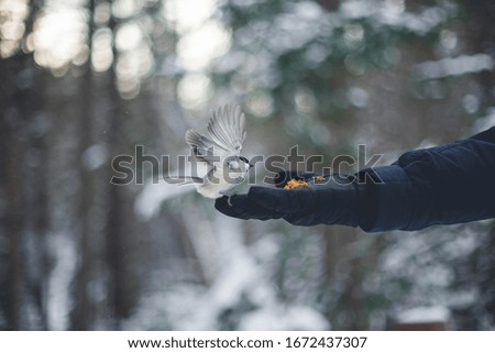 Small bird sitting on hand and going to eat seeds, cold winter