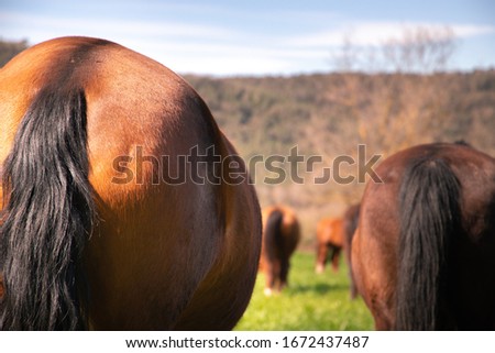 Brown red orange hindquarters from horse with black tail in wild herd grazing on green grass with horses in the background seen from behind